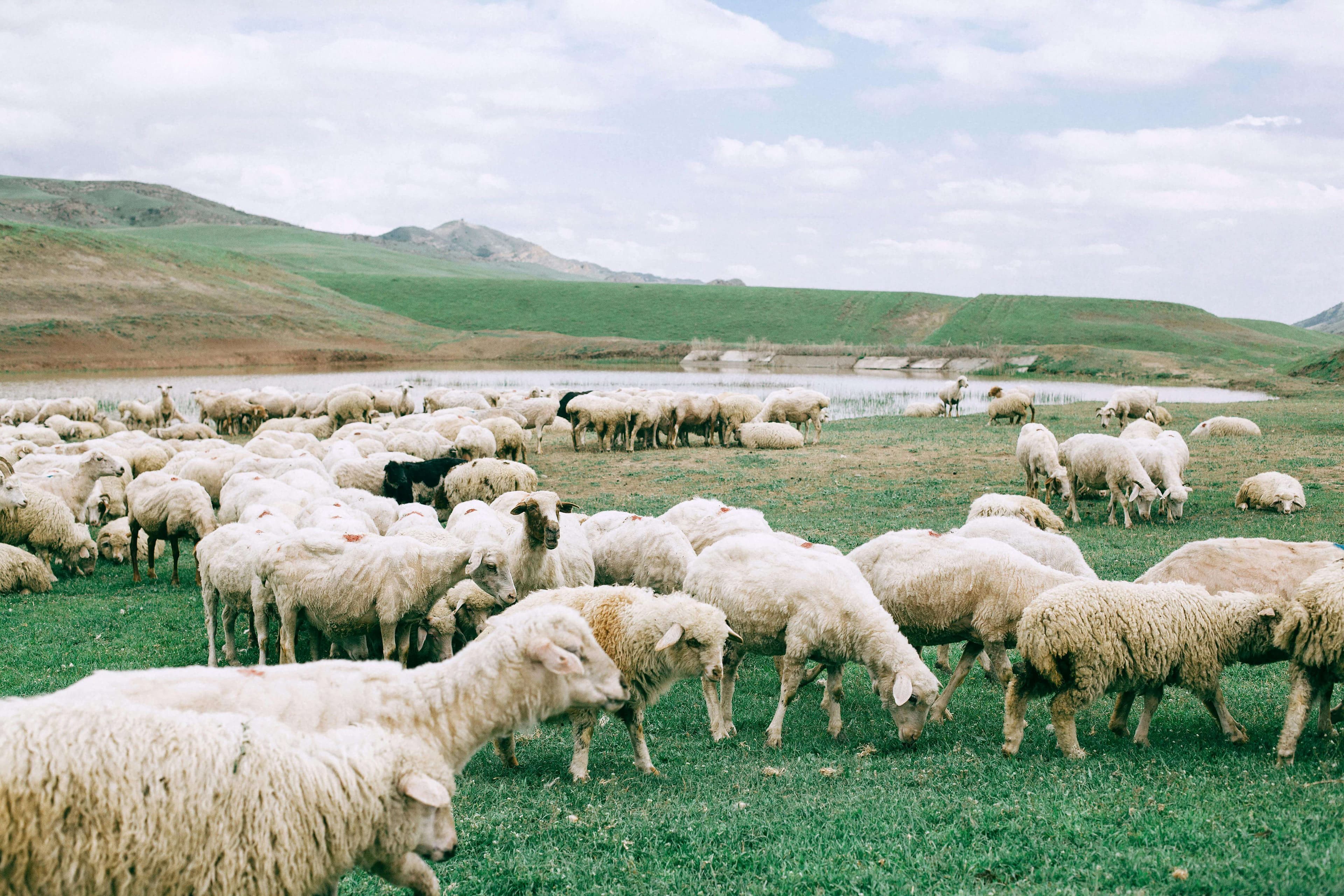 Sheep grazing in natural landscape