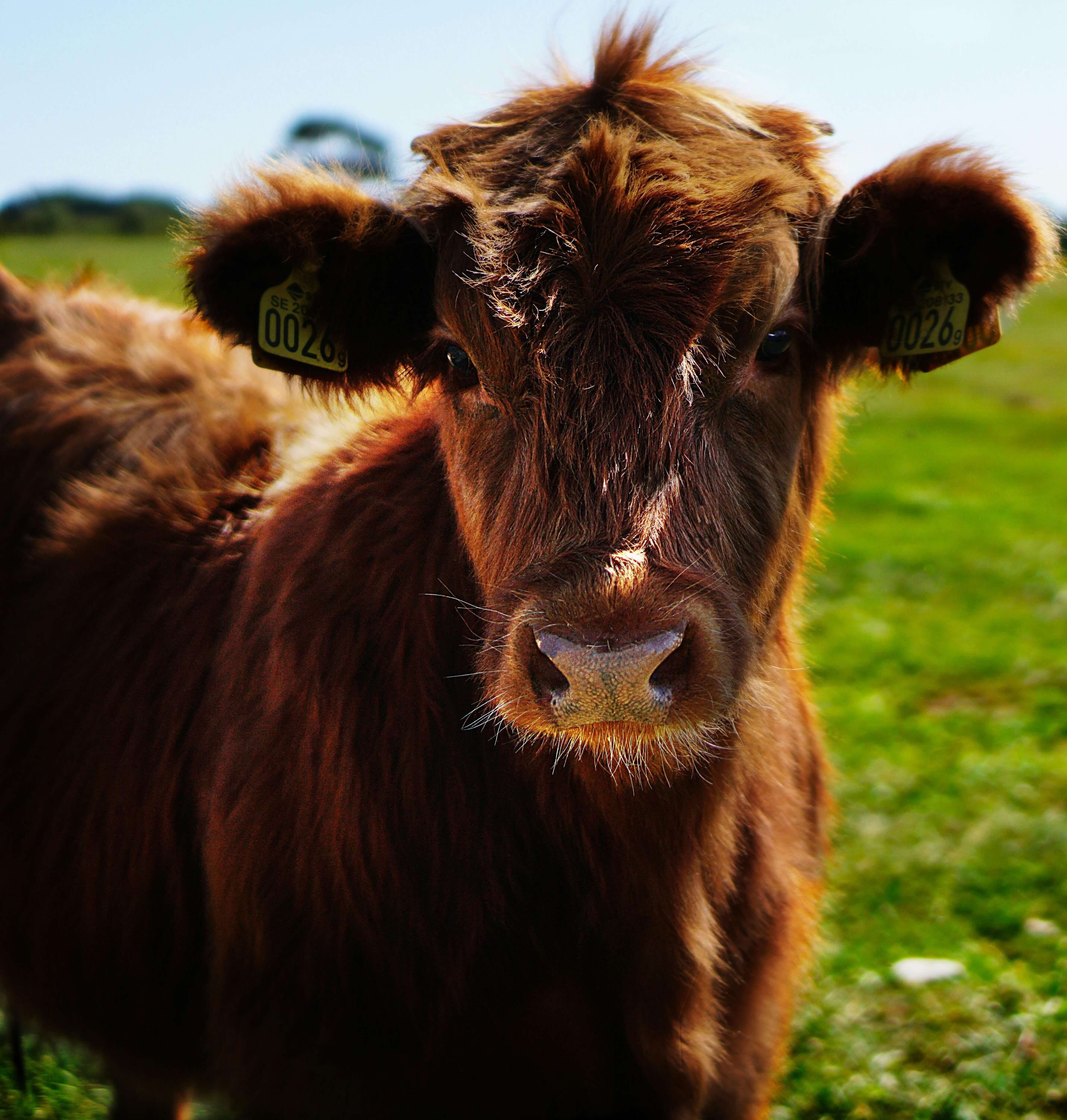 Grass-fed cow in pasture