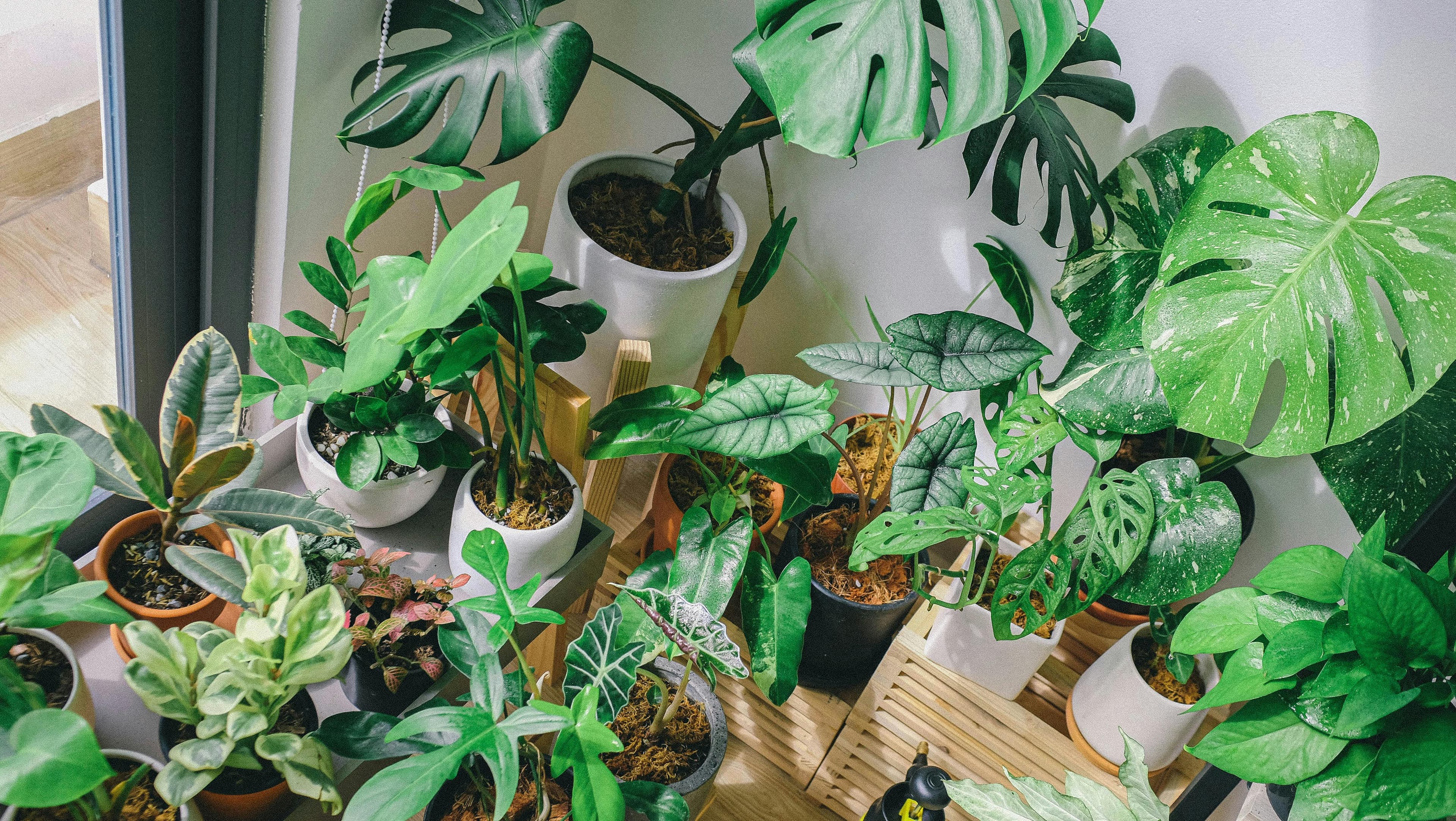 How can I clean the air naturally in my home?