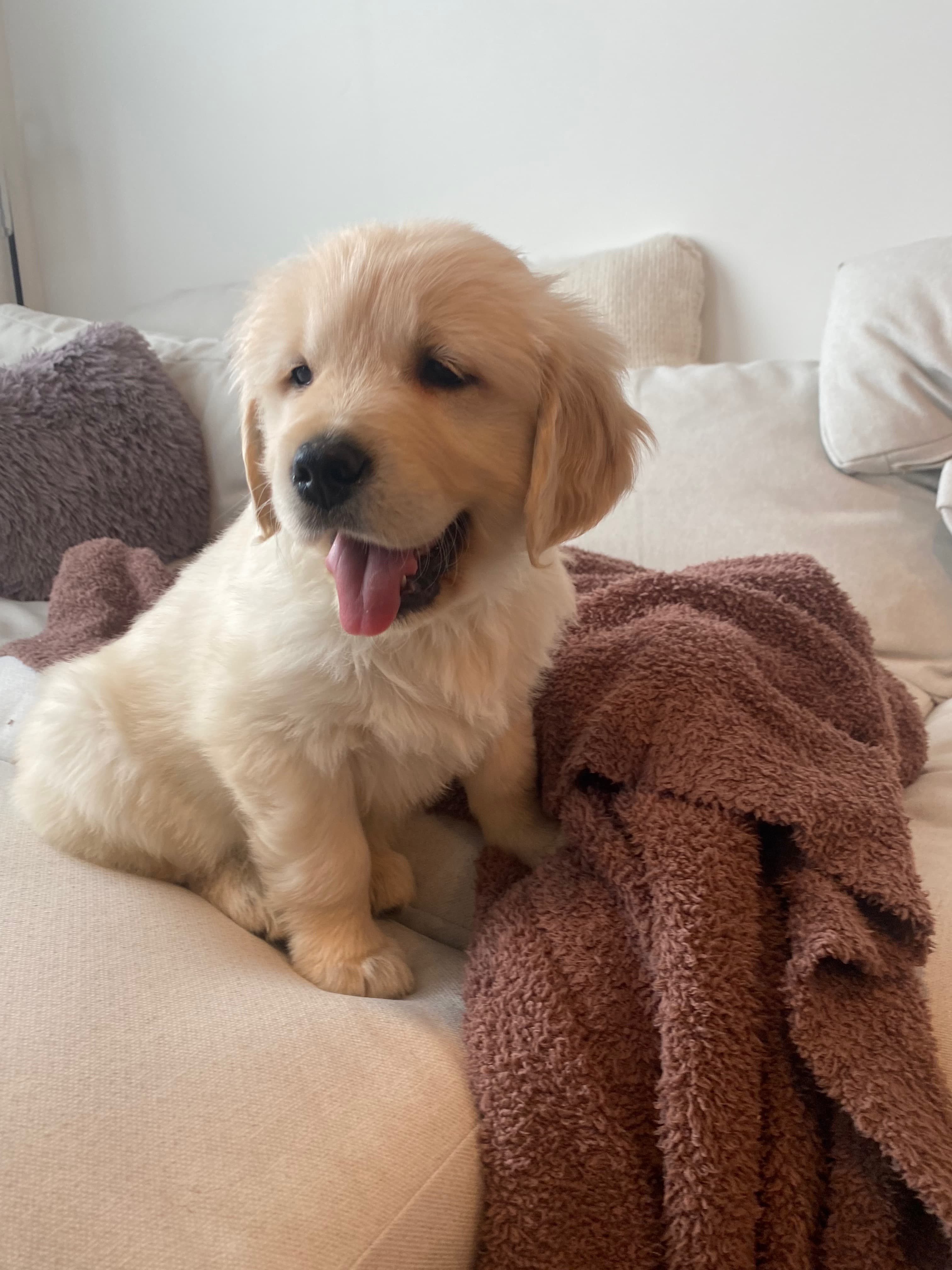 Why does pet food quality matter so much?