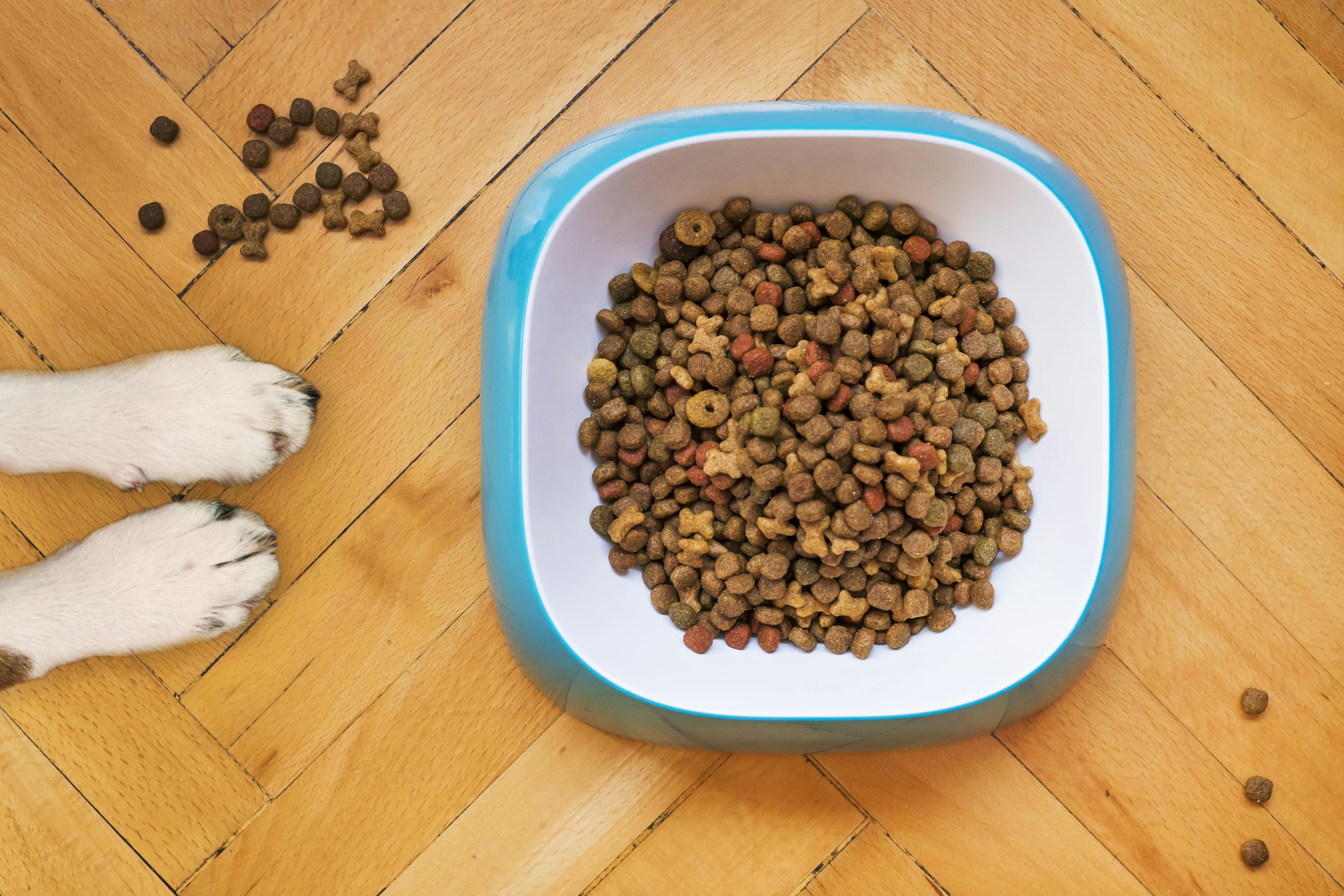 What's wrong with conventional kibble?