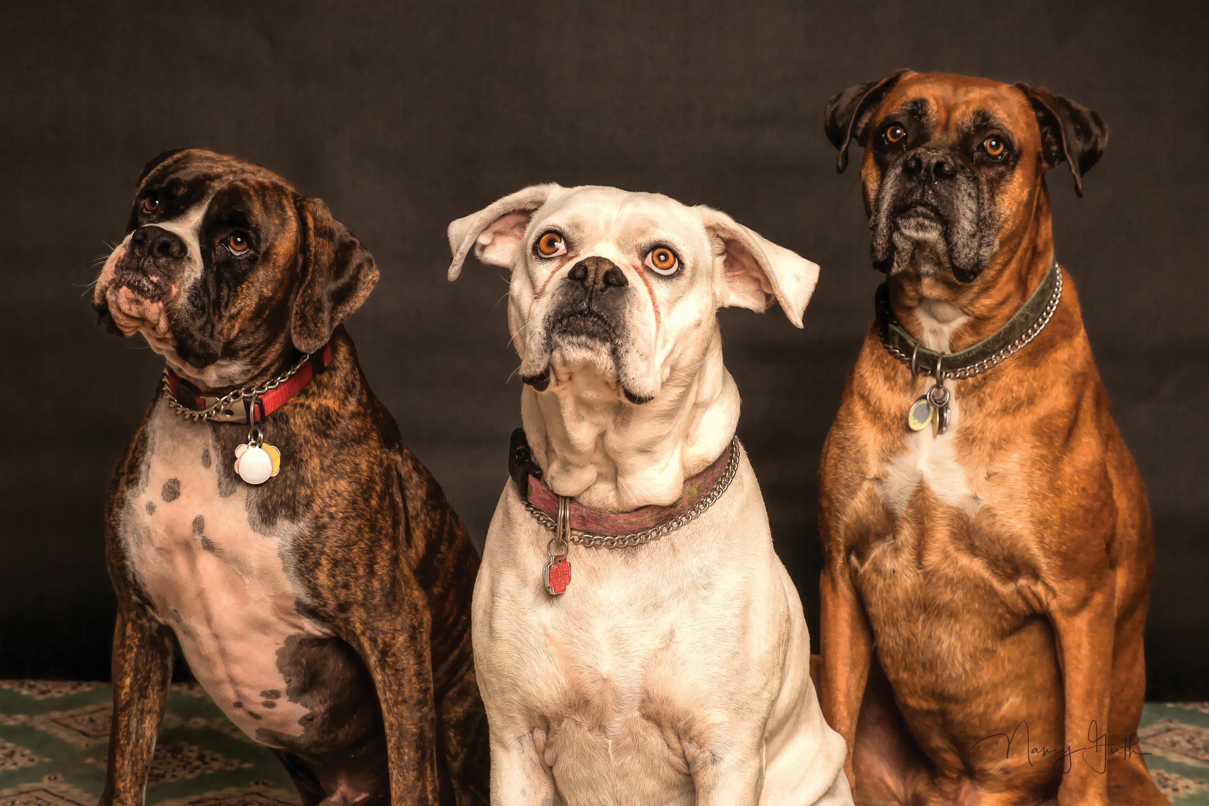 What should dogs and cats really be eating?