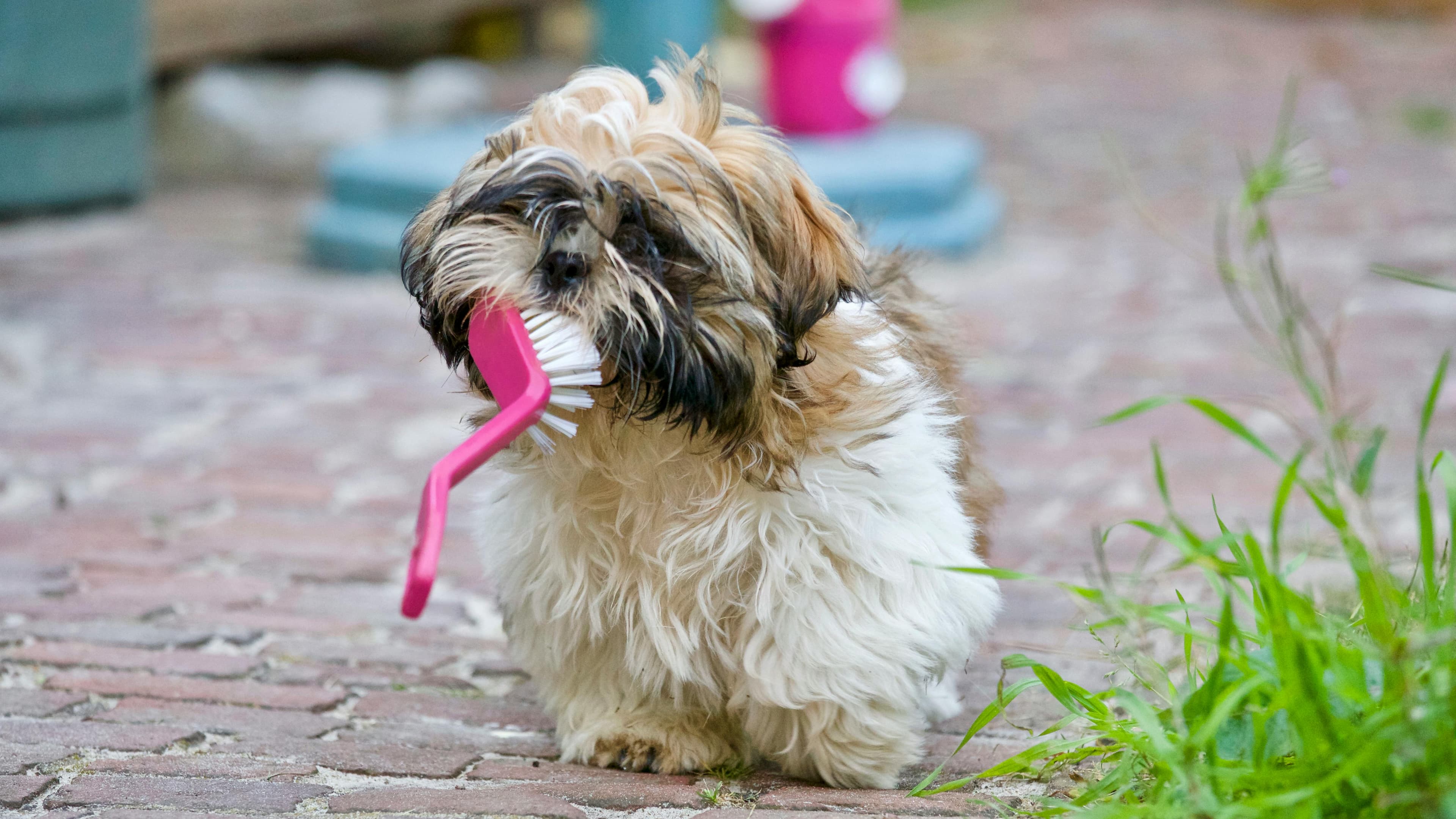 Are conventional pet shampoos and flea treatments safe?