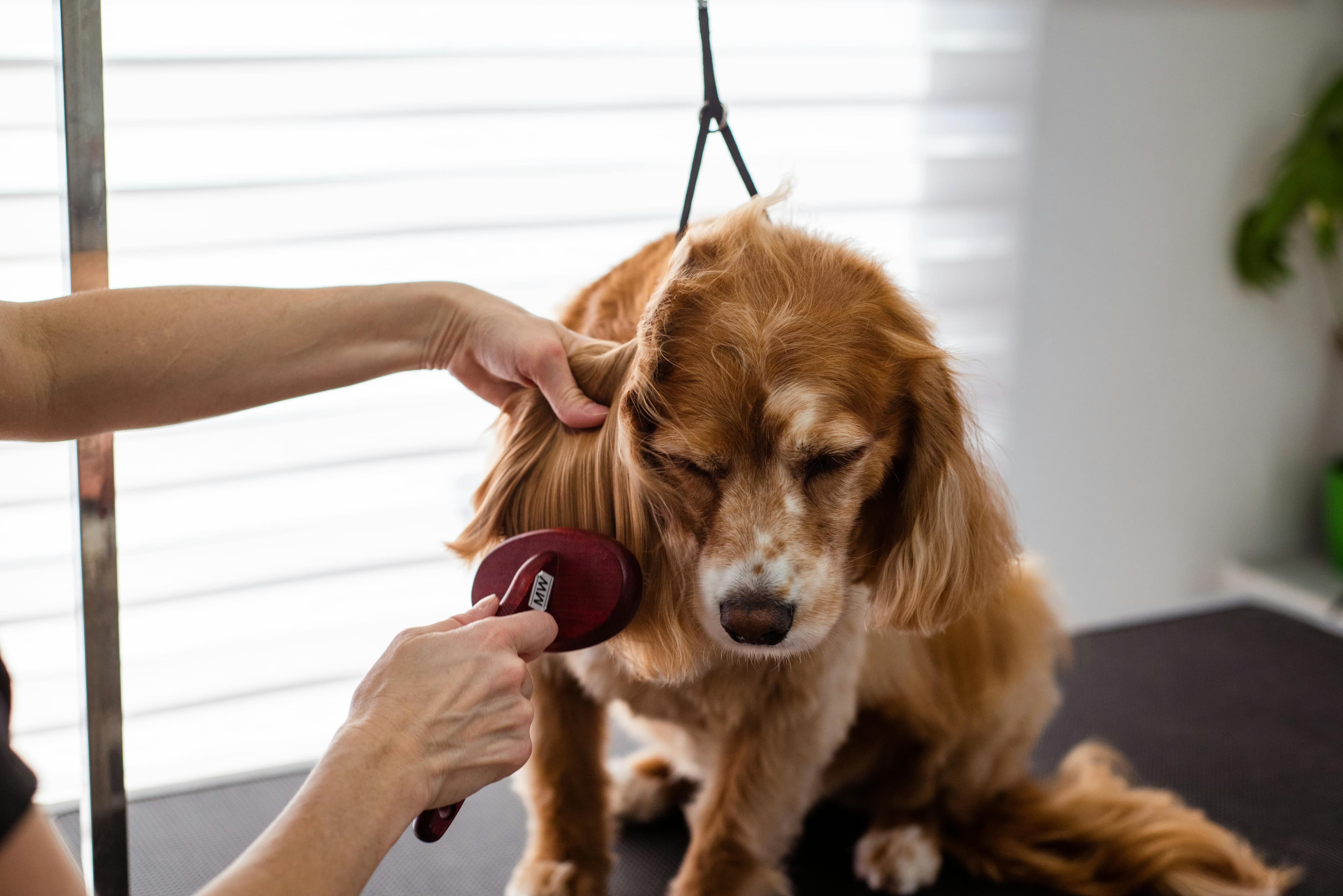 What are safe alternatives for pet grooming and cleaning?
