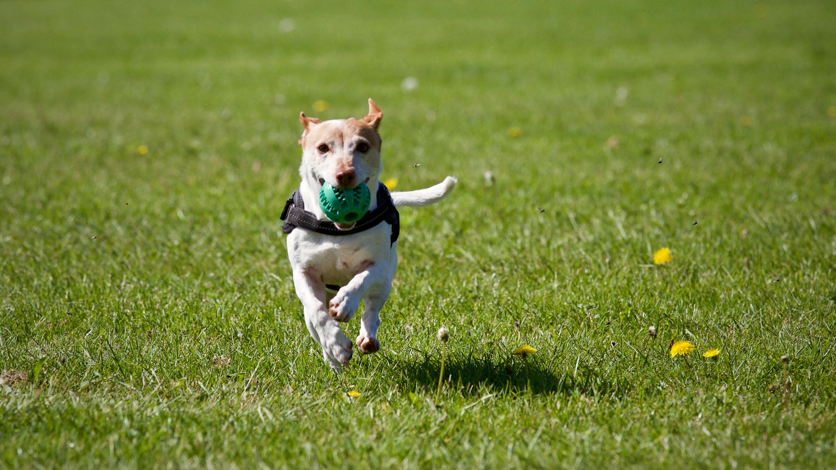 Can pet behavior be affected by food or toxins?
